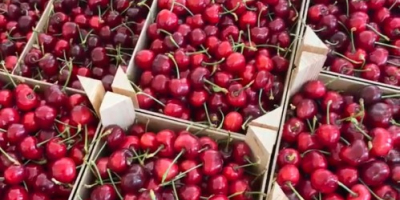 Продавам пресни Череши от ранни средно ранни и късни