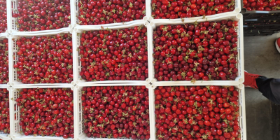 В FIA GOGOT FRUIT ЩЕ НАМЕРИТЕ НАЙ-ПРЕСНИТЕ СЕЗОННИ ПЛОДОВЕ,