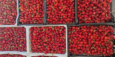 В FIA GOGOT FRUIT ЩЕ НАМЕРИТЕ НАЙ-ПРЕСНИТЕ СЕЗОННИ ПЛОДОВЕ,