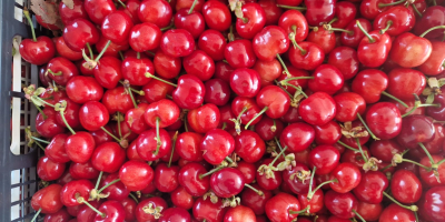 В FIA GOGOT FRUIT ЩЕ НАМЕРИТЕ НАЙ-ПРЕСНИТЕ СЕЗОННИ ПЛОДОВЕ,
