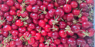 В FIA GOGOT FRUIT ЩЕ НАМЕРИТЕ НАЙ-ПРЕСНИТЕ СЕЗОННИ ПЛОДОВЕ,