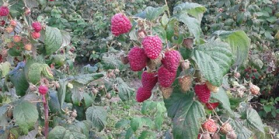 I will sell the autumn raspberry Polane from the