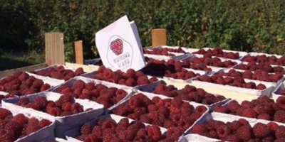 I will sell the autumn raspberry Polane from the