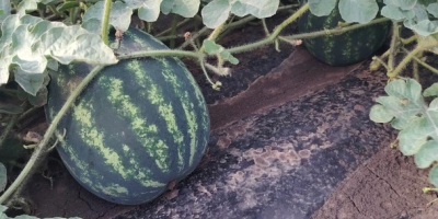 Fresh watermelons from Romania for sale directly from the