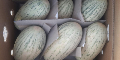 Buongiorno. Offriamo angurie fresche all'ingrosso per l'esportazione. Disponiamo di