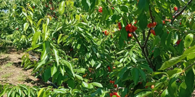 Продавам череши директно от овощната градина, количество между 100-500