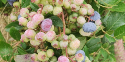 Ich verkaufe eine Ernte von Bio-Heidelbeeren, die ab etwa