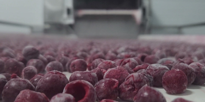 IQF (individually quick-frozen) pitted cherries are a high-quality raw