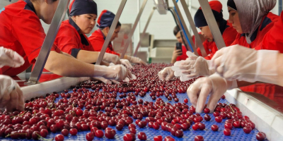IQF (individually quick-frozen) pitted cherries are a high-quality raw