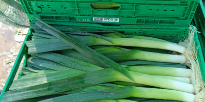 I will sell young leeks, caliber 3+, pallet quantities