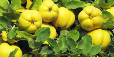 I will sell Japanese quince fruit from an organic