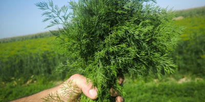 FRESH FARM DILL STRAIGHT FROM THE FIELD. Freshly picked