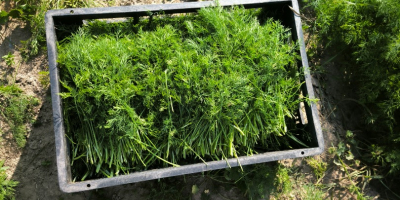 FRESH FARM DILL STRAIGHT FROM THE FIELD. Freshly picked