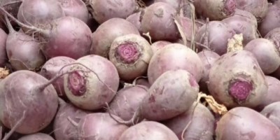 I'm selling young, cut beetroot and beet greens -