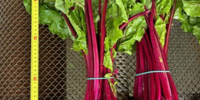 I'm selling young, cut beetroot and beet greens -