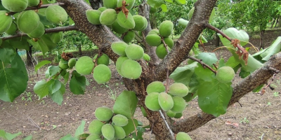 Bună ziua! Oferim caise cultivate acasă, din livada noastră,