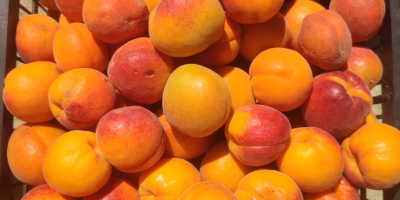 Bună ziua! Oferim caise cultivate acasă, din livada noastră,