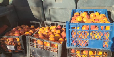 Bună ziua! Oferim caise cultivate acasă, din livada noastră,