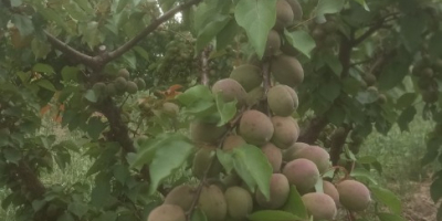 Bună ziua! Oferim caise cultivate acasă, din livada noastră,
