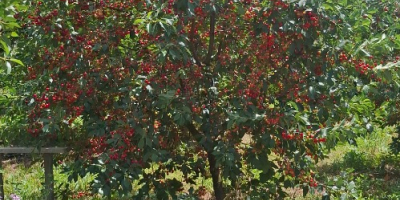 First class cloud cherry. Calibration on average 18-19mm available