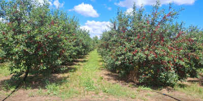 First class cloud cherry. Calibration on average 18-19mm available