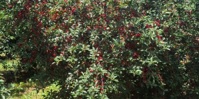 First class cloud cherry. Calibration on average 18-19mm available