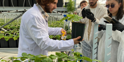 We produce curly lettuce and fresh (purple or green)