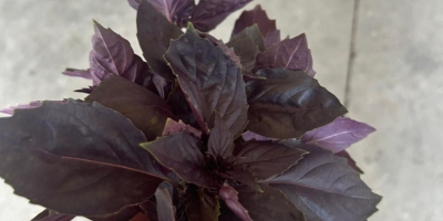 We produce curly lettuce and fresh (purple or green)