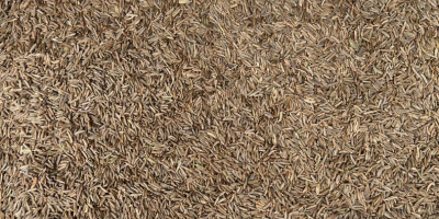 Cumin seeds. 99.9% purity, brown. 25 kg packaging, polypropylene