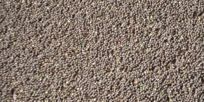 Bittere Lupine zu verkaufen. Schmalblättrige Sorte 2025 mit Bio-Zertifizierung.