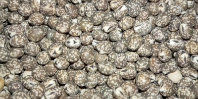 Bittere Lupine zu verkaufen. Schmalblättrige Sorte 2025 mit Bio-Zertifizierung.
