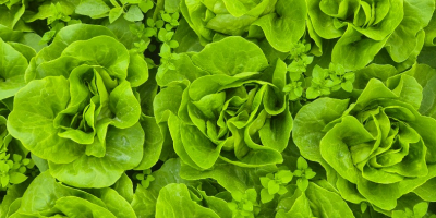 Salată verde. Bună ziua, am de vânzare o cantitate