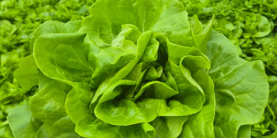 Salată verde. Bună ziua, am de vânzare o cantitate