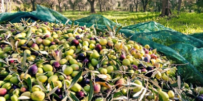 Ulei de măsline organic din Albania Ulei de măsline