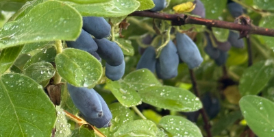 Haschabeeren – frisch geerntet direkt von der Plantage. Die