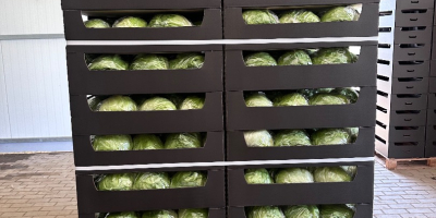 Large heads. Healthy, weight approximately 800 grams.