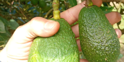 Avocado Hass Kaliber 14–20 mm zu 1,89 EUR/kg CIF