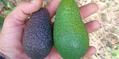 Avocado Hass Kaliber 14–20 mm zu 1,89 EUR/kg CIF