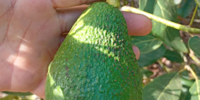 Avocado Hass Kaliber 14–20 mm zu 1,89 EUR/kg CIF