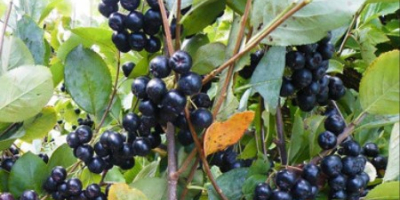 I sell organic aronia, with organic certificate