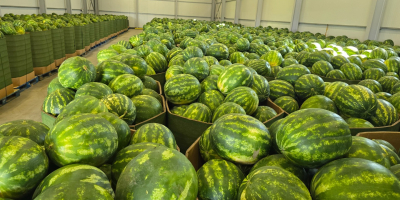 Ще продавам дини. Тегло 5-8 кг. Имам много големи