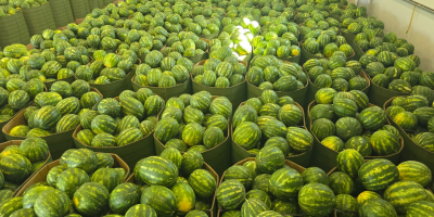 Ще продавам дини. Тегло 5-8 кг. Имам много големи