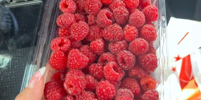 I sell quality raspberries, both for fresh and frozen