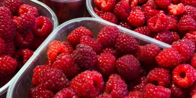 I sell quality raspberries, both for fresh and frozen