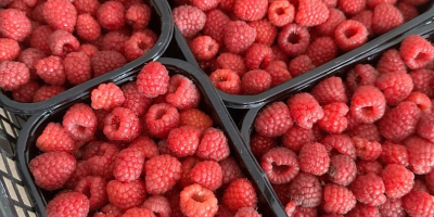 I sell quality raspberries, both for fresh and frozen