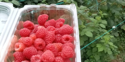 I sell raspberries in large quantities.