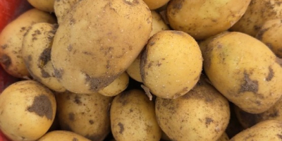 Ich werde Colombo- und Riviera-Kartoffeln verkaufen, die auf Bestellung