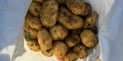 Producer sells white and red potatoes, we offer quality