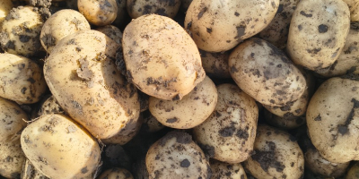 Producer sells white and red potatoes, we offer quality