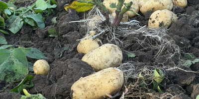 Producer sells white and red potatoes, we offer quality